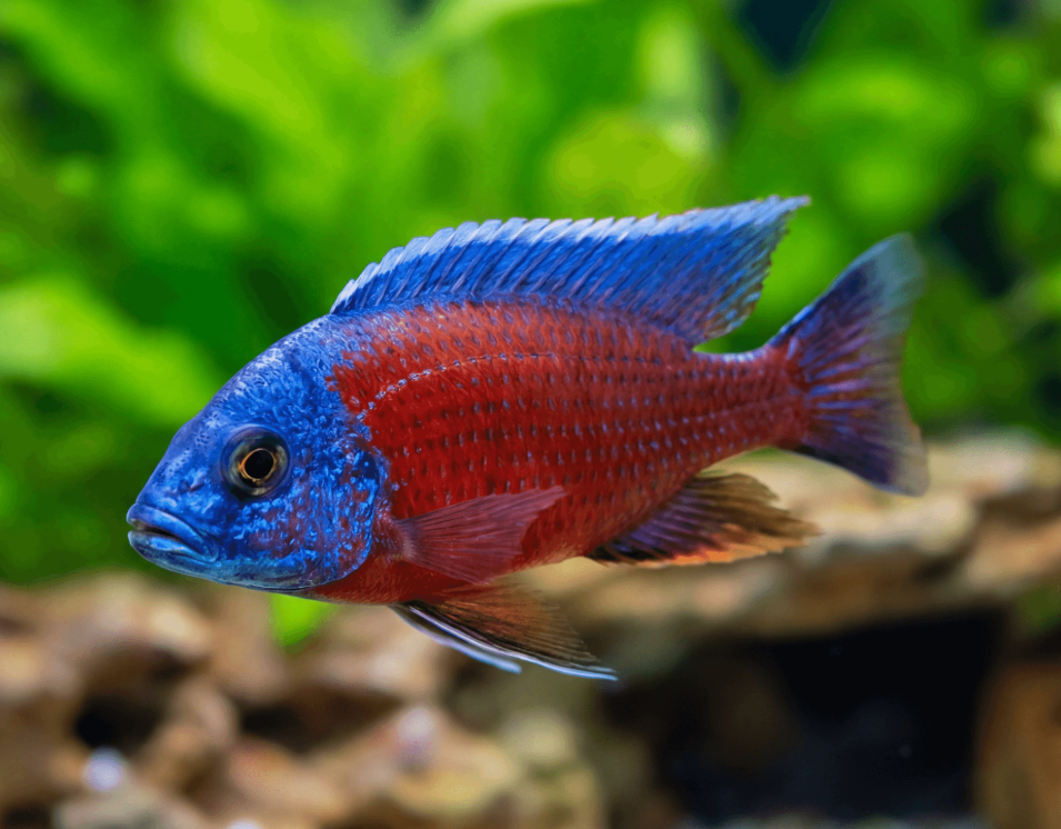 Red Kadango cichlid (3 Inch)