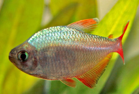 Columbian tetra