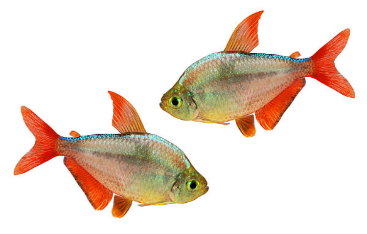Columbian tetra