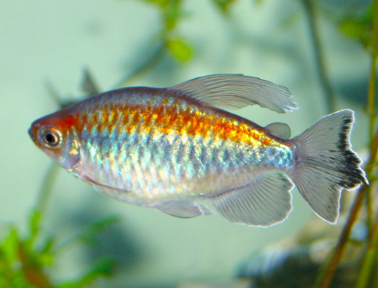 Congo tetra