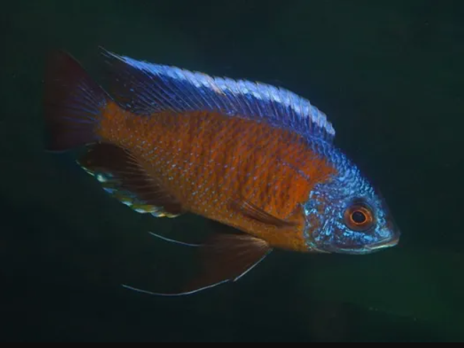 Copadichromis borleyi Red Fin Cichlid