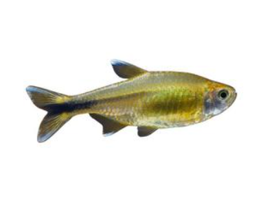 Copper Tetra