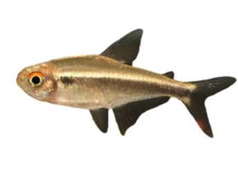 Copper Tetra