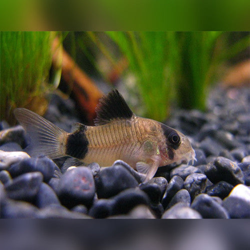 Panda Corydoras