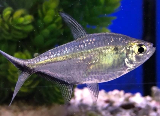 Costea Tetra
