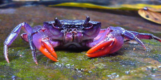 Crab Purple