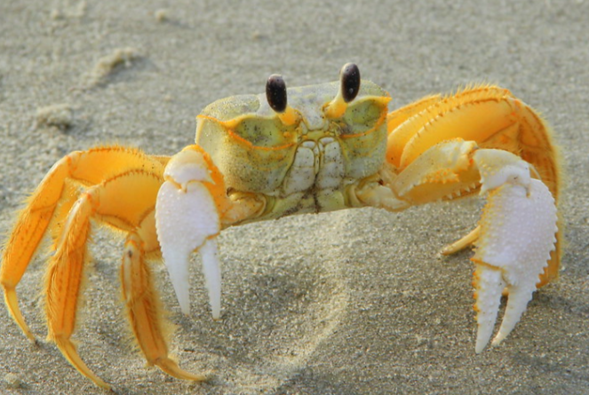 Crabs Yellow