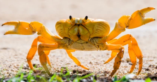Crabs Yellow