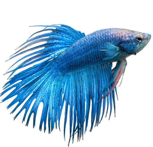 Crown Tail betta