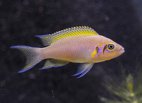 DAFFODIL NEOLAMPROLOGUS PULCHER