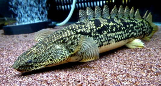 Delhezi Senegal