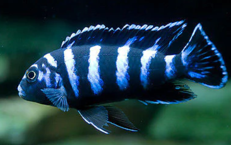Demosoni Cichlid