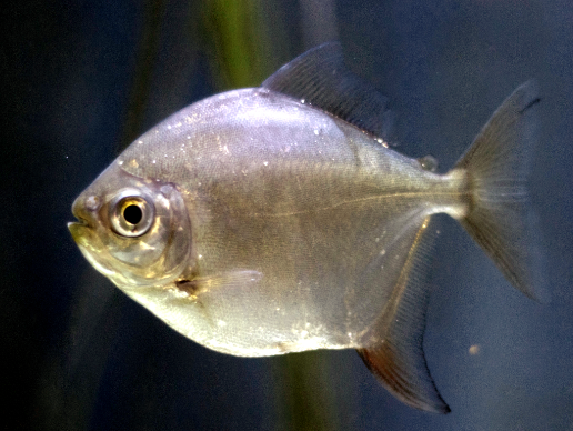 Dollar fish