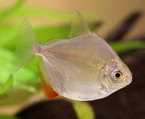 Dollar fish