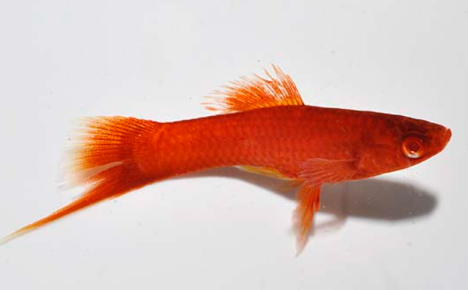 Double Tail Sorttail