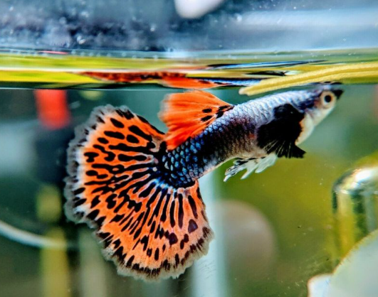 Dragon Chilli Guppy