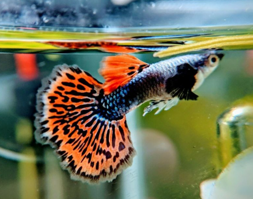 Dragon Chilli Guppy