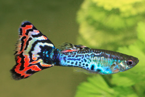 Dragon Chilli Guppy
