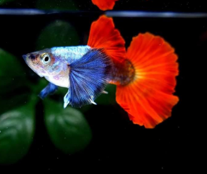Dumbo Ear Guppy