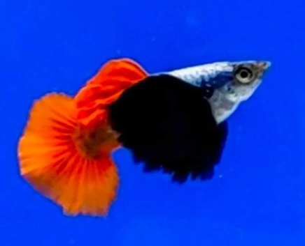 Dumbo Ear Guppy