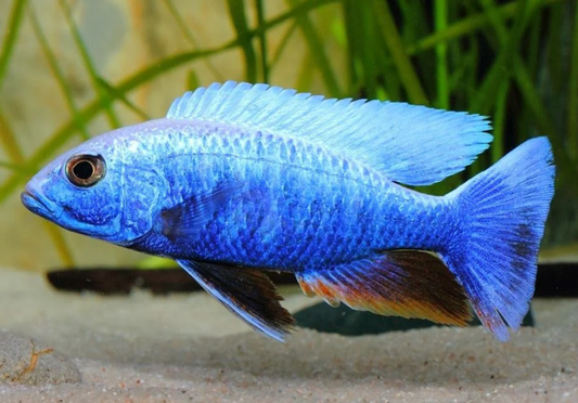 Electric Blue Cichlid