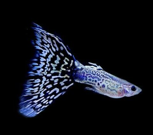 Electric  Blue Mosiac Guppy