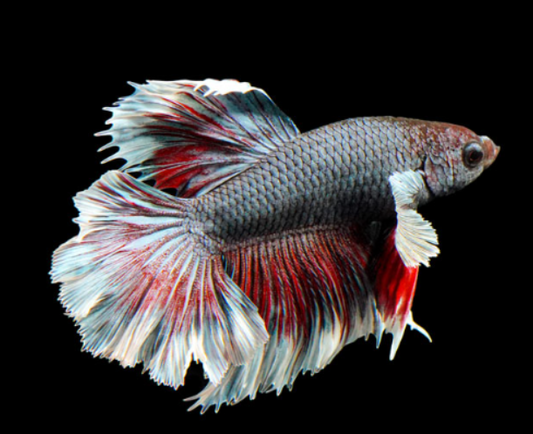 Elephant Ear Betta