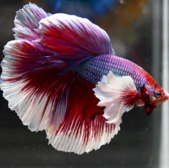 Elephant Ear Betta
