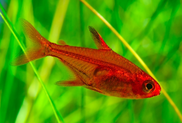 Ember Tetra