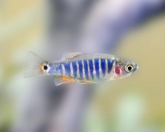 Emerald Dwarf Rasbora