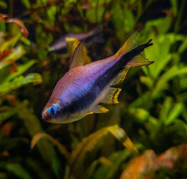 EMPEROR TETRA