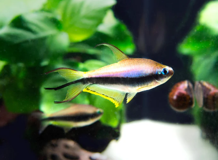 EMPEROR TETRA