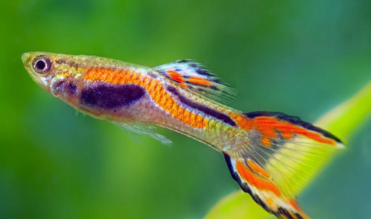Endler Guppies