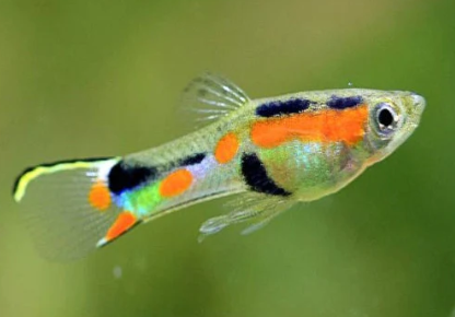Endler Guppies