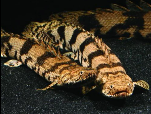 Endlicheri