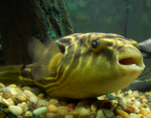 Fahaka Puffer