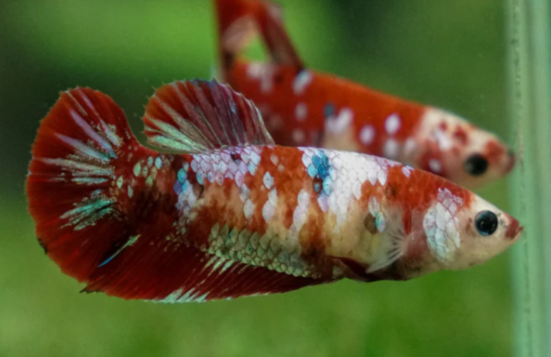 Female betta plakat