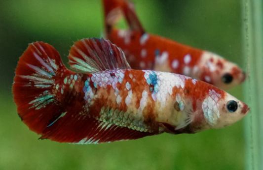 Female betta plakat