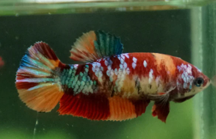 Female betta plakat