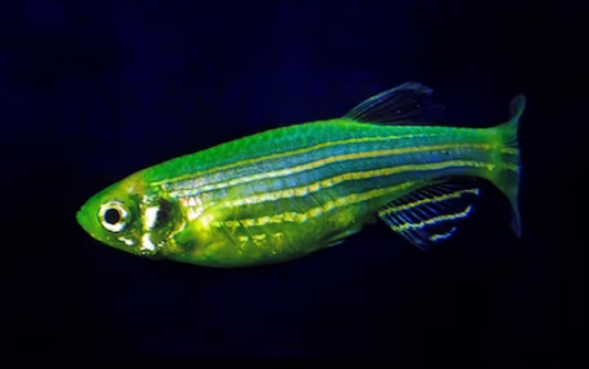Florocent Green Zebra