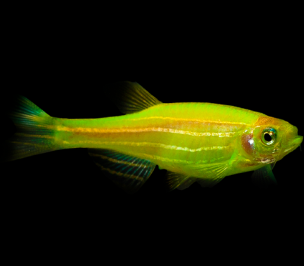 Florocent Green Zebra