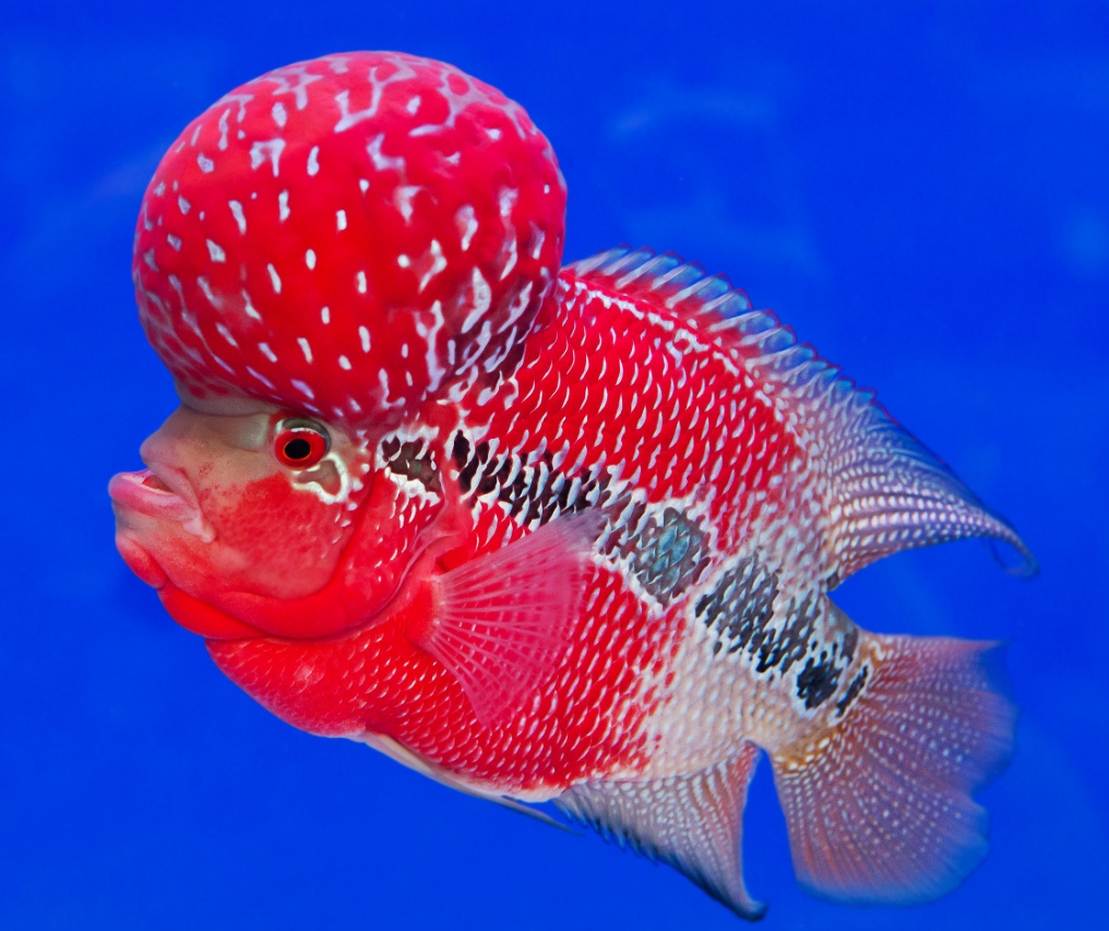 Flower Horn
