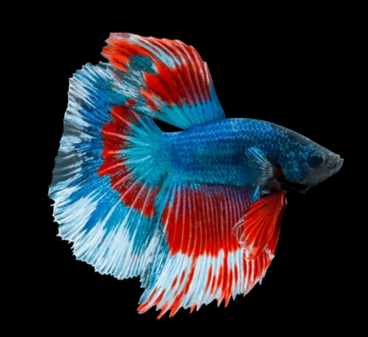 Full Moon Betta