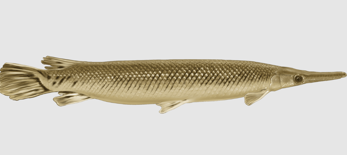 Gaar fish