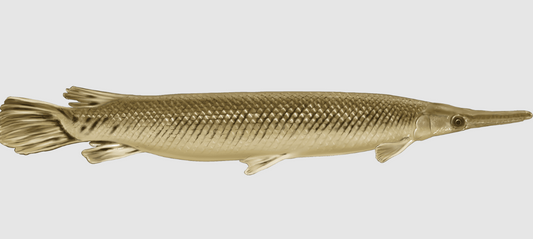 Gaar fish