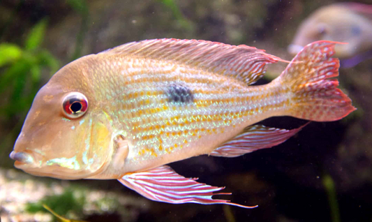 Geophagus Suriname 3"