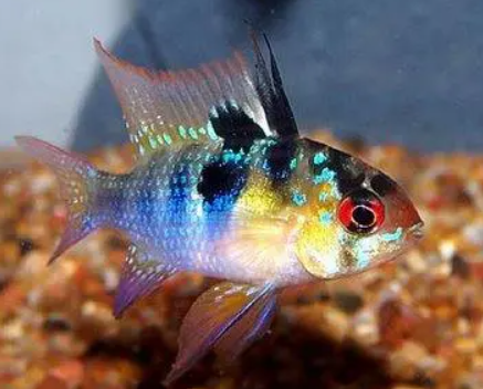 German Ram