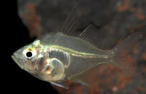 Glass fish