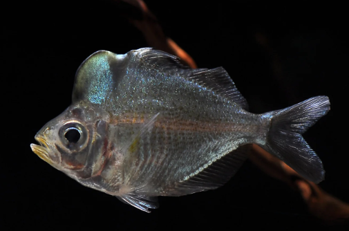 Glass fish