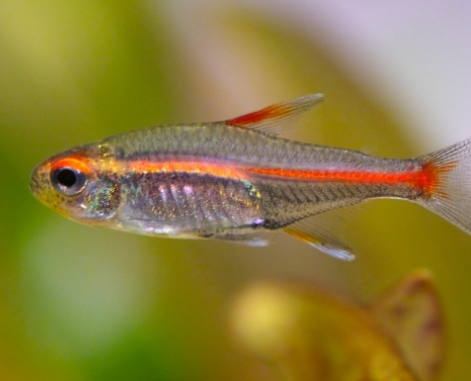Glow Light Tetra